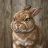 Thegrumpy1