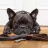 StubbornDog