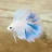 swishyfishy