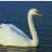 Seren_Swan