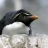 moodypenguin